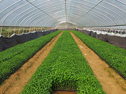 如何正確使用有機(jī)肥